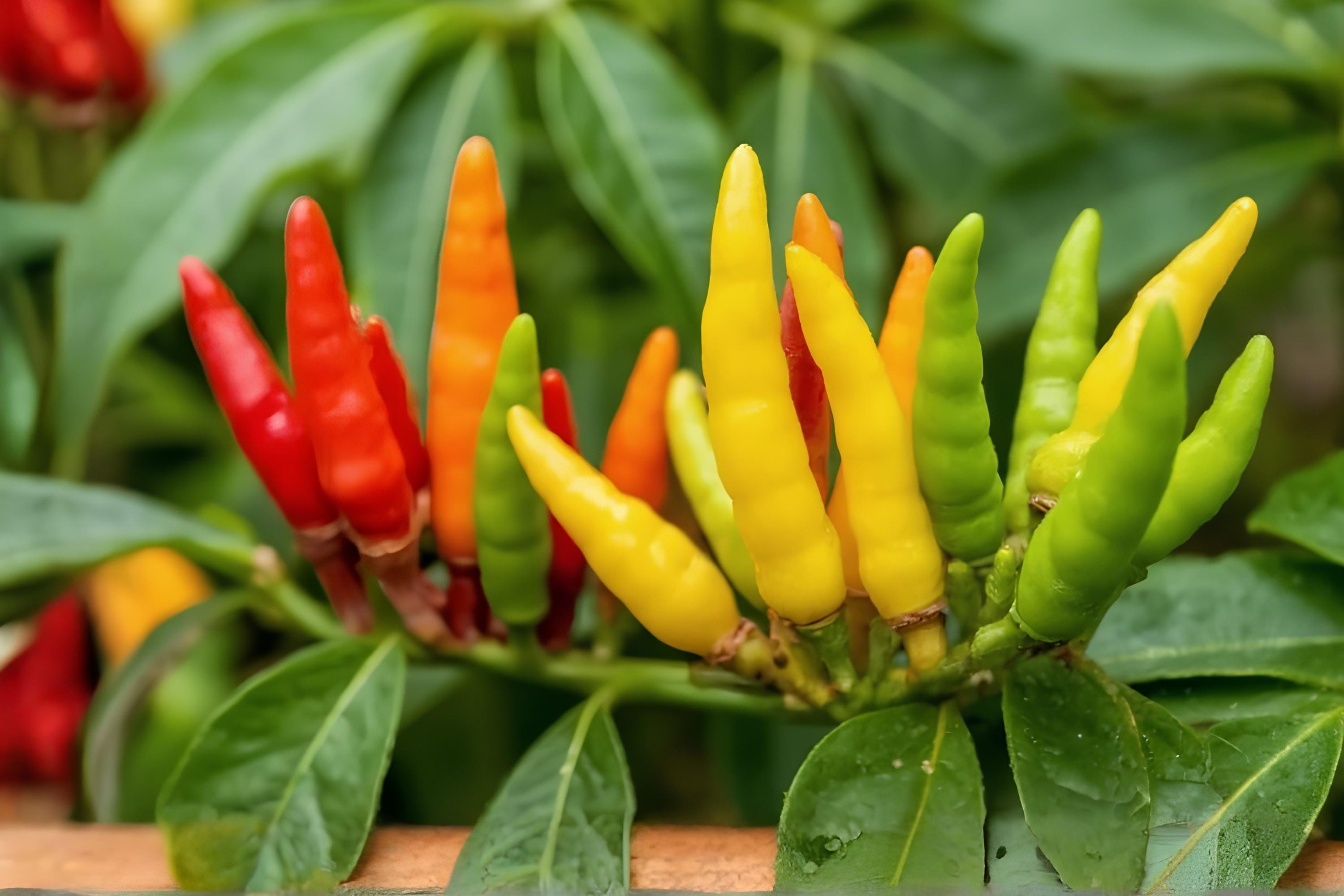 Tabasco Pepper Seeds, Hot Chili Pepper, Capsicum frutescens, for Hot Sauces & Spicy Dishes, 25 Seeds