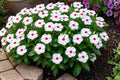 Polka Dot Vinca Seeds 10 Pelleted Pacifica XP Series Catharanthus roseus Bright White Flowers Annual Plant