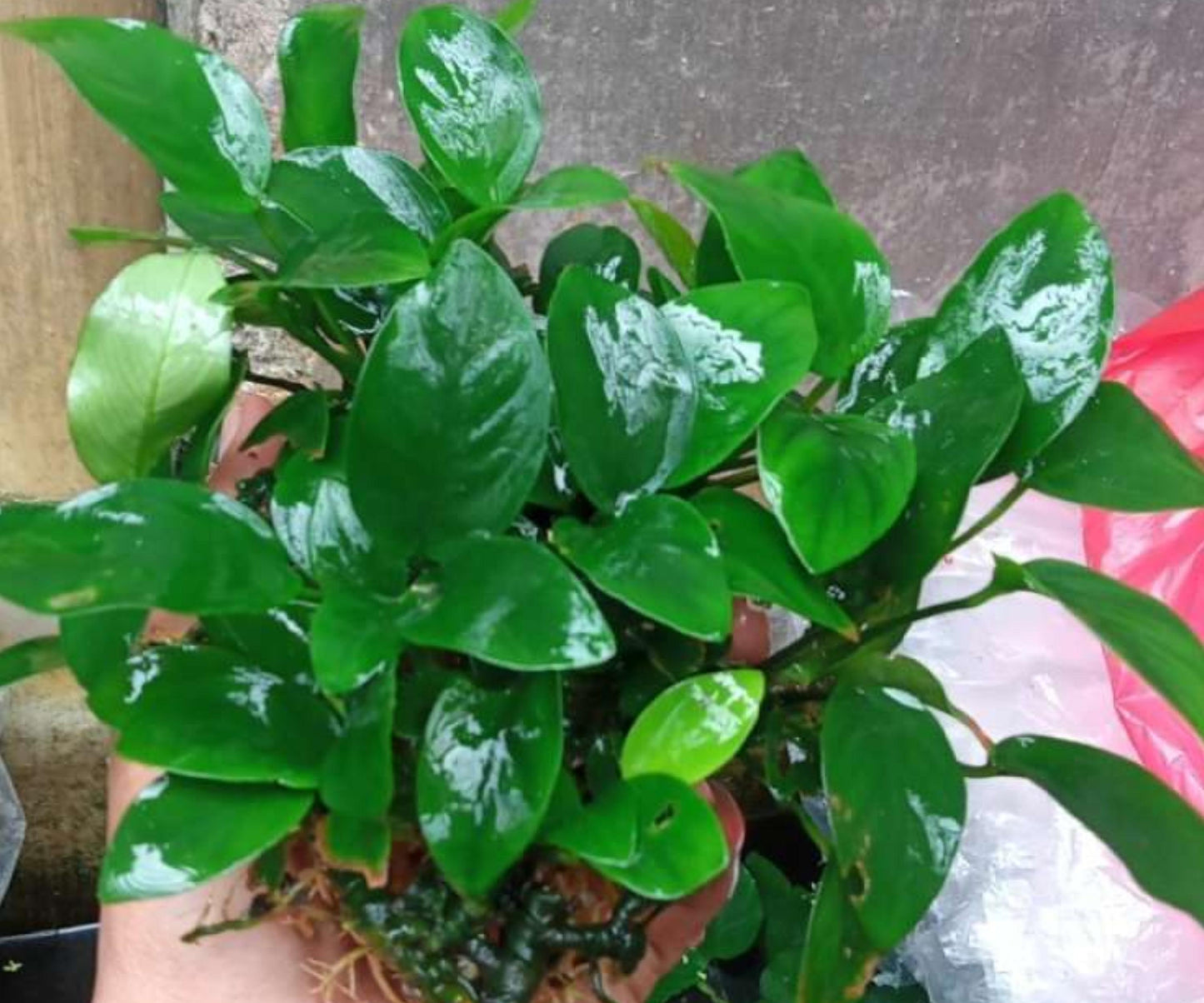 Live Anubias Nana Aquarium Plant Bare Root | 1-3 Inches | Low Light Freshwater Hardy Plant for Nano Tanks & Aquascaping