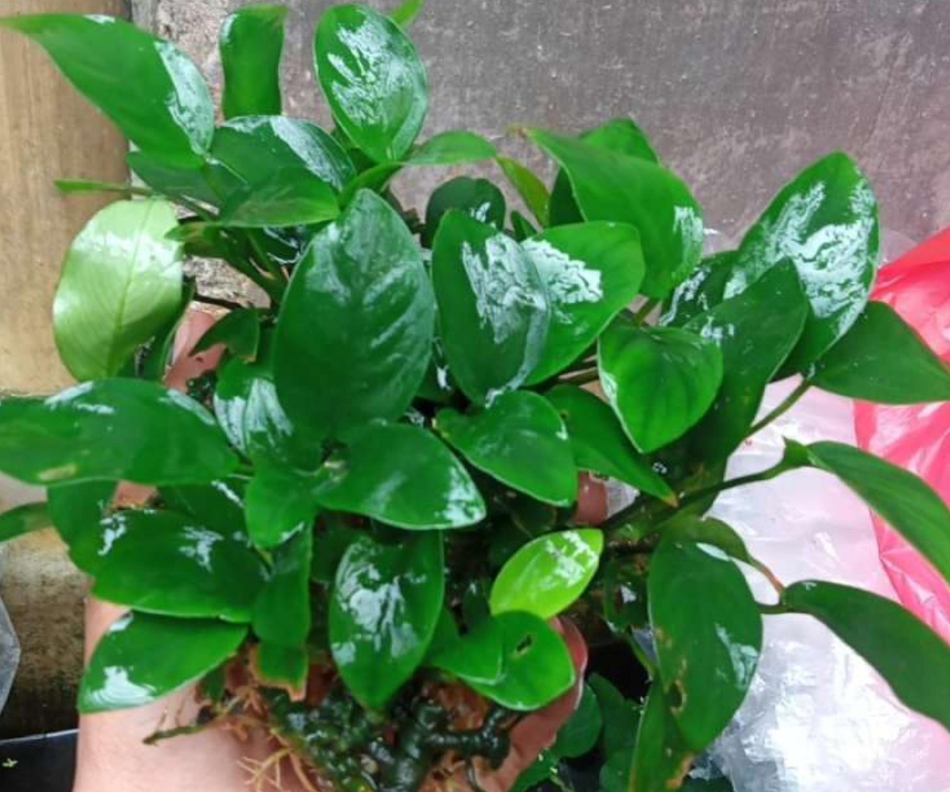 Live Anubias Nana Aquarium Plant Bare Root | 1-3 Inches | Low Light Freshwater Hardy Plant for Nano Tanks & Aquascaping