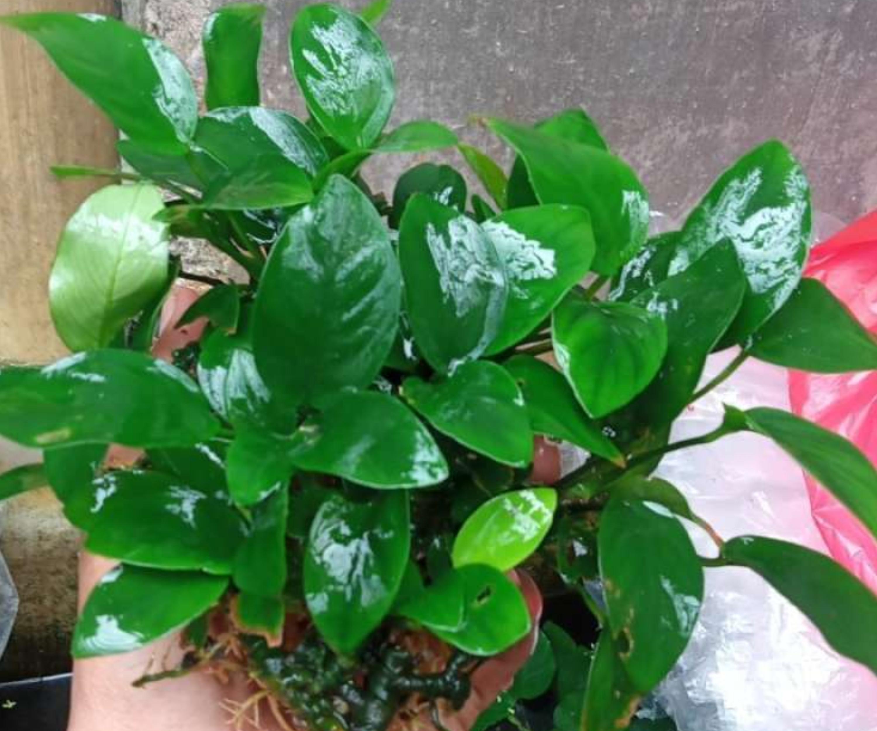 Live Anubias Nana Aquarium Plant Bare Root | 1-3 Inches | Low Light Freshwater Hardy Plant for Nano Tanks & Aquascaping