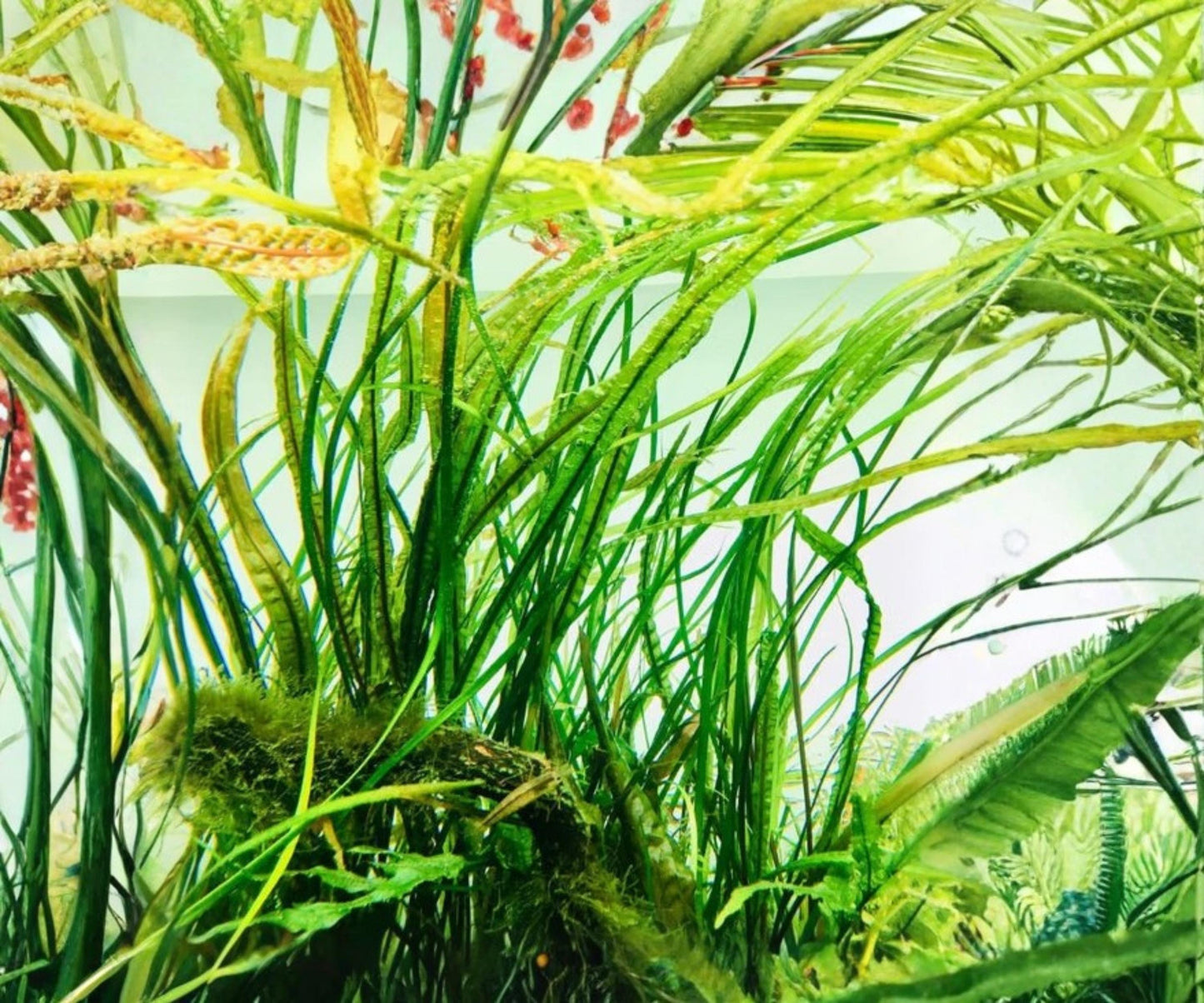 Live Aquarium Plant Cryptocoryne Balansae, 7-10 Inch Freshwater, Easy Care, Midground, Natural Aquascape