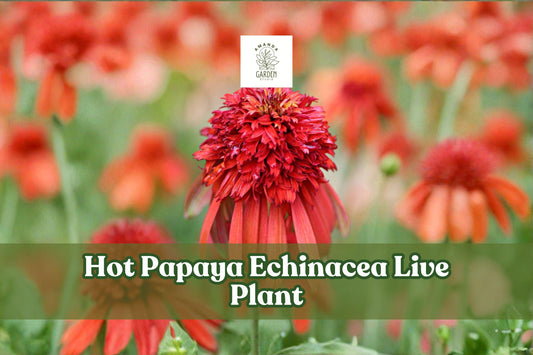 Hot Papaya Echinacea Live Plant | Orange Coneflower Starter for Pollinator Gardens & Containers | Echinacea purpurea hybrid