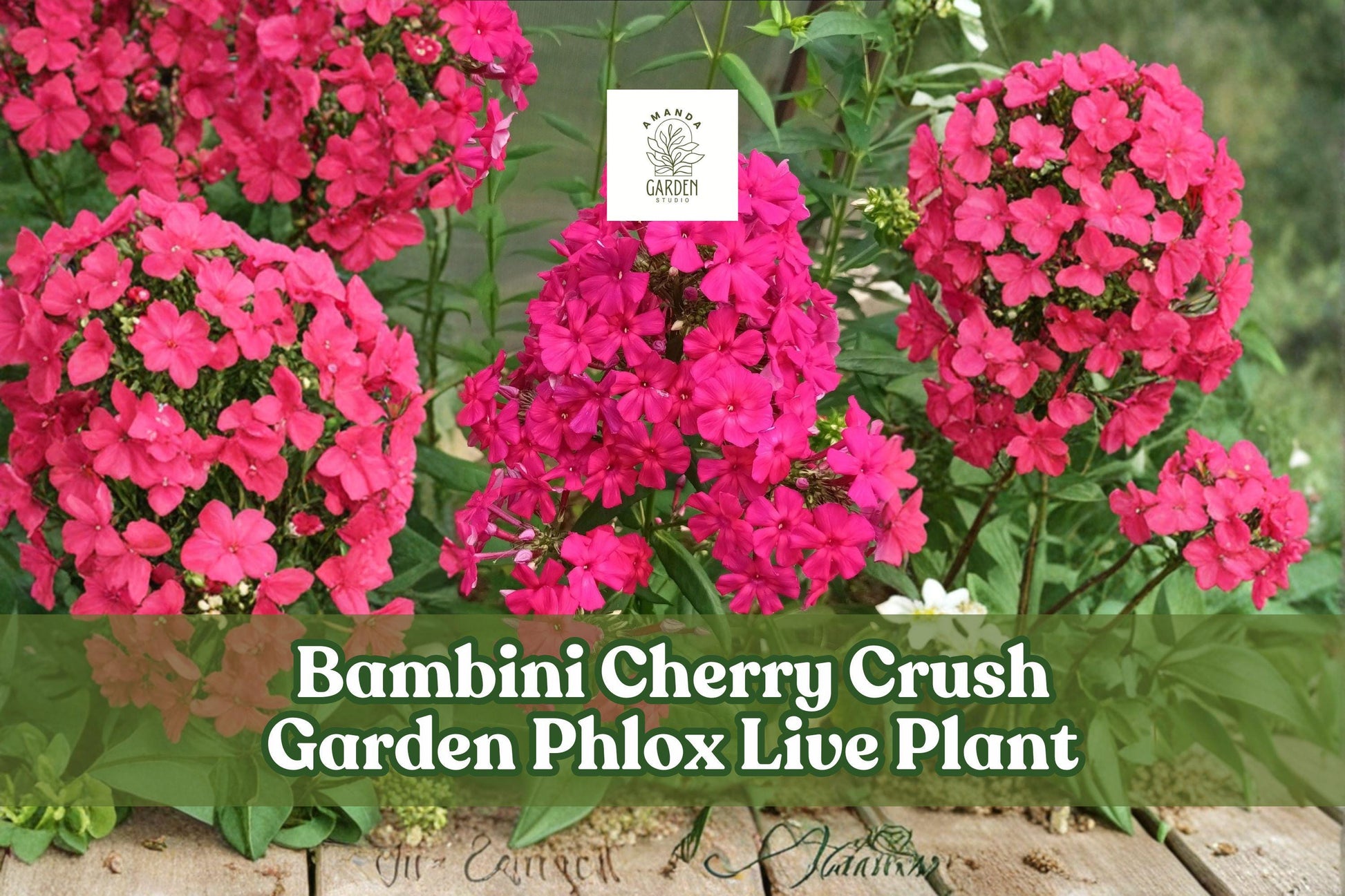 Garden Phlox Live Plant – Bambini Cherry Crush, Pink Red Perennial Flower for Borders & Containers, Phlox paniculata