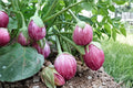 Striped Eggplant Seeds – Solanum melongena, Heirloom White & Purple Striped Fruit, 50 Seeds for Garden or Container Planting