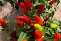 Fresno Chili Pepper Seeds (25) – Hot Pepper, Medium Heat, Bright Red Fruits, Capsicum annuum for Salsas & Cooking