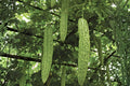 Bitter Gourd Seeds (5) | Bitter Melon, Momordica charantia, Tropical Vine for Asian Cuisine & Health