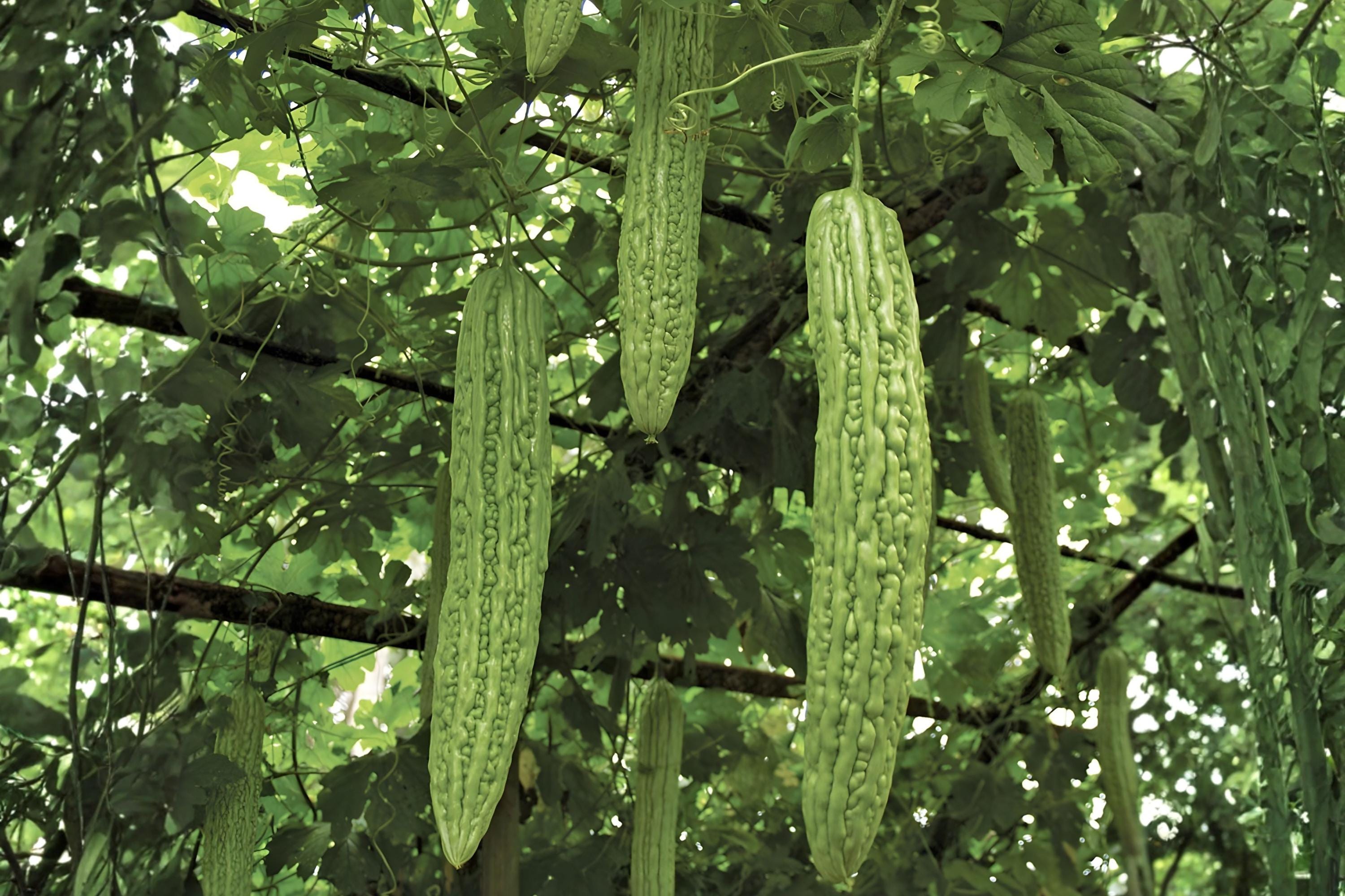 Bitter Gourd Seeds (5) | Bitter Melon, Momordica charantia, Tropical Vine for Asian Cuisine & Health