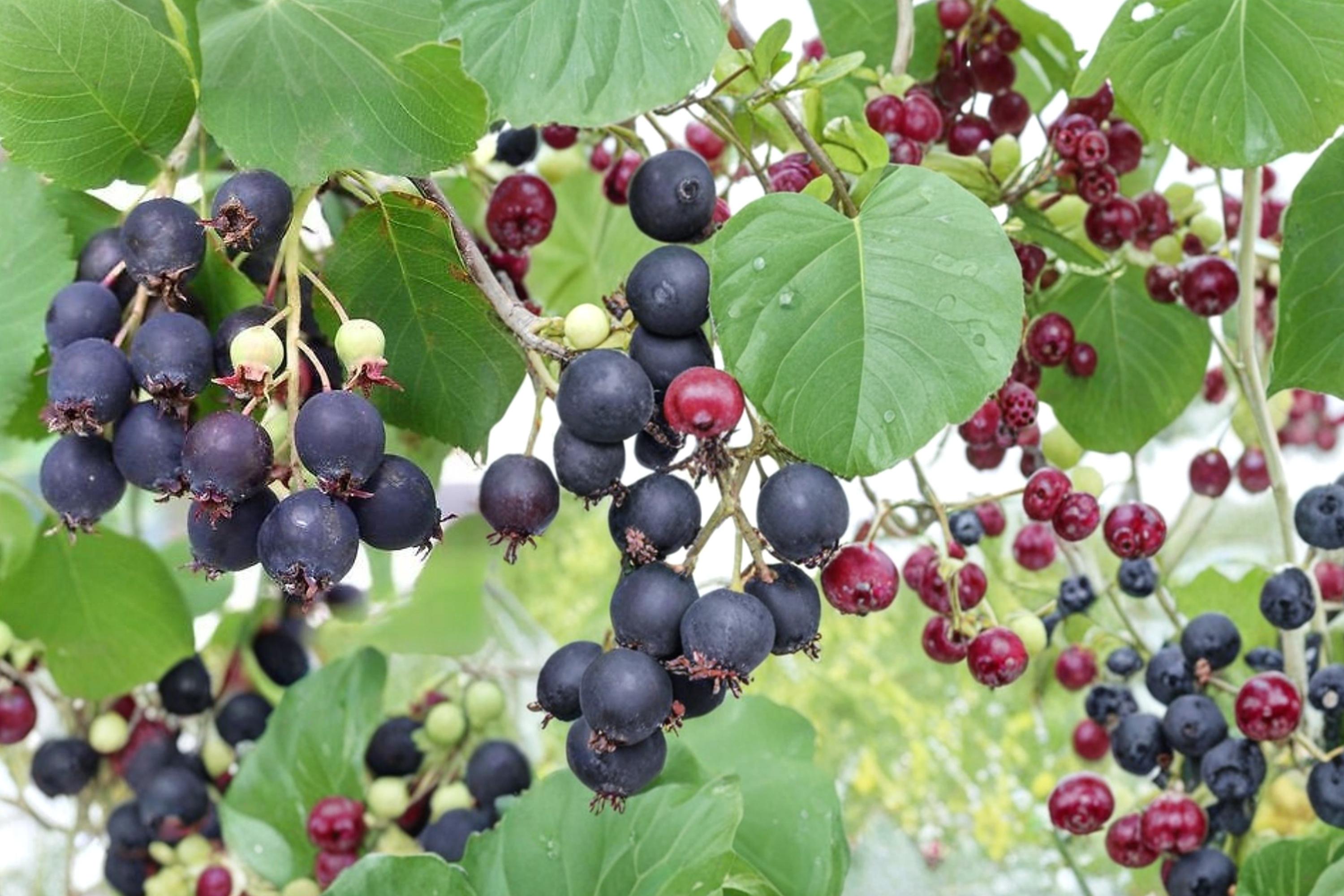 Saskatoon Serviceberry Seeds – Amelanchier alnifolia Fruiting Shrub with White Flowers and Purple-Blue Berries, 50 Seeds