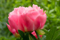 Garden Peony Seeds – Paeonia lactiflora, Pink, White & Red Blooms, Classic Perennial for Borders & Cut Flowers
