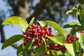 Kurogane Holly Seeds, Ilex rotunda, Evergreen Ornamental Plant with Glossy Leaves and Red Berries, 25 Seeds