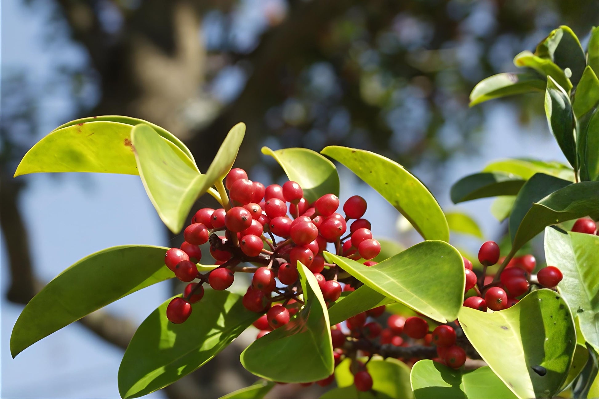 Kurogane Holly Seeds, Ilex rotunda, Evergreen Ornamental Plant with Glossy Leaves and Red Berries, 25 Seeds