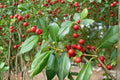 Deciduous Holly Seeds, Ilex decidua, Native Shrub with Red Berries, Bright White Flowers, Garden Plant, Wildlife Friendly
