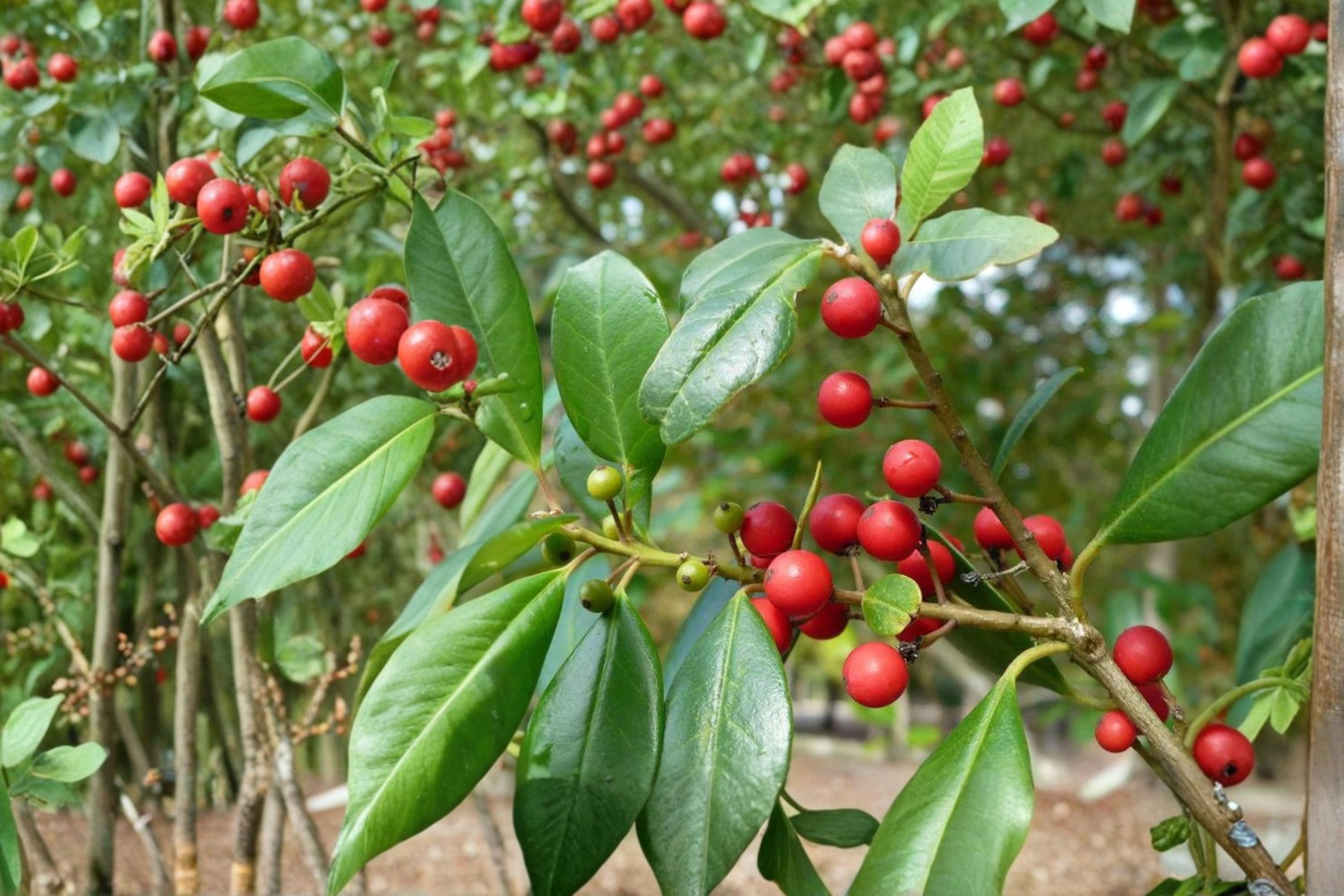 Deciduous Holly Seeds, Ilex decidua, Native Shrub with Red Berries, Bright White Flowers, Garden Plant, Wildlife Friendly