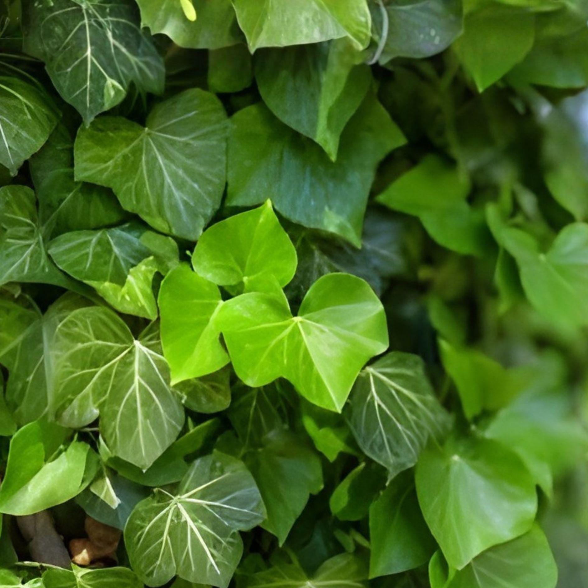 Heirloom English Ivy Cuttings | 20 Unrooted Clippings for Climbing Walls & Indoor Plants | Hedera helix