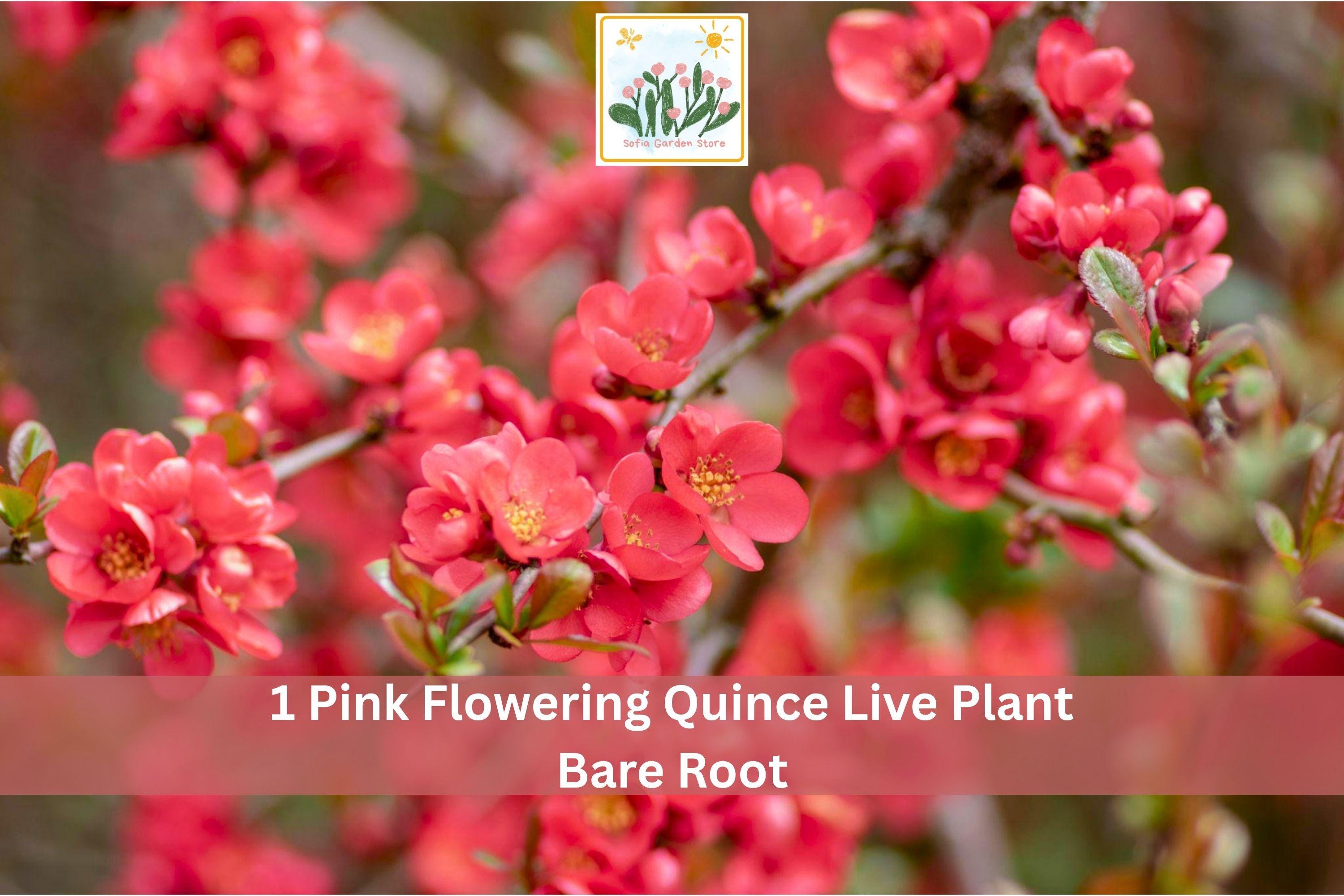 Pink Flowering Quince Bare Root Shrub – Chaenomeles japonica, Hardy Spring Blooming Garden Plant