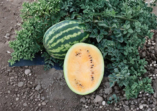 Orangeglo Watermelon Seeds – Heirloom Non-GMO Fruit Seeds for Garden Planting, Juicy Orange Flesh, Sweet Summer Melon, Citrullus lanatus