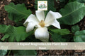 Bigleaf Magnolia Live Plant Bare Root Sapling – Magnolia macrophylla with White Flowers and Large Leaves