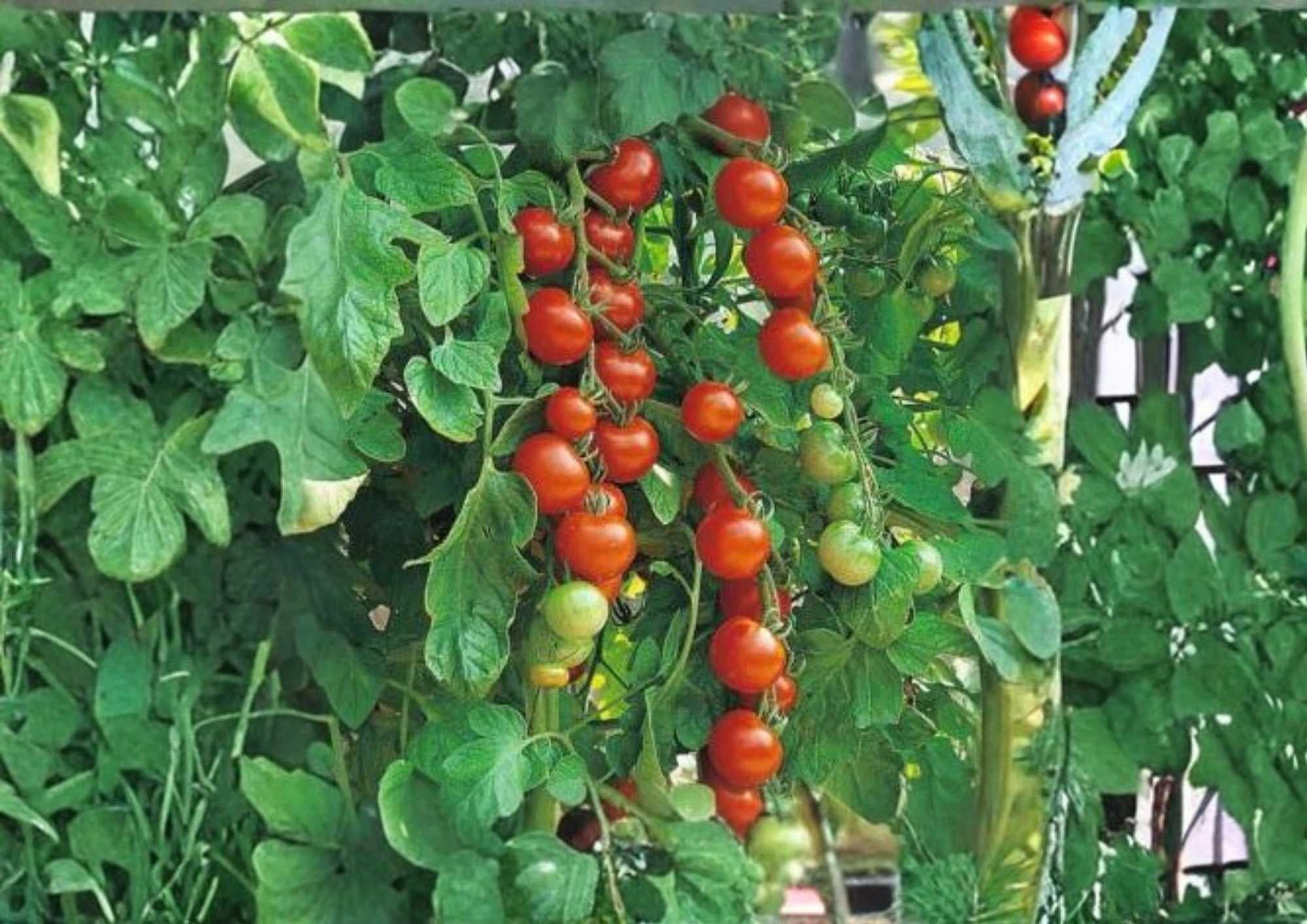 Waterfall Tomatoes Seeds, Heirloom Cherry Variety, Sweet Cascading, High Yield, Garden Planting, Fast Growing Vegetable Seeds
