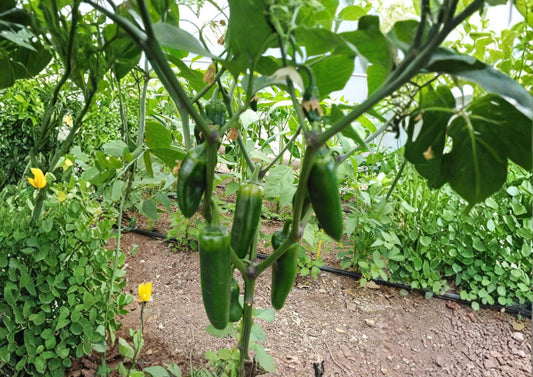 Mammoth Jalapeno Hot Pepper Seeds – Heirloom Vegetable Seeds for Garden, Spicy Green & Red Jalapenos, High Yield Chili Variety