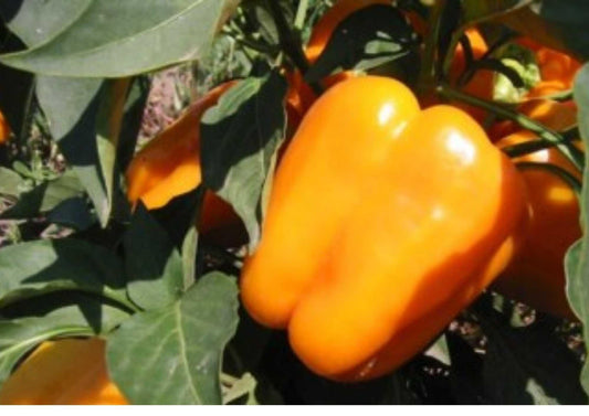 Orange King Bell Pepper Seeds – Heirloom Non-GMO Sweet Pepper Seeds for Garden Planting, Large Juicy Orange Bell Peppers, High Yield