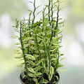 Variegated Devil's Backbone Succulent Cuttings & Rooted Plant Starter, Euphorbia tithymaloides Variegata, Indoor Outdoor Garden