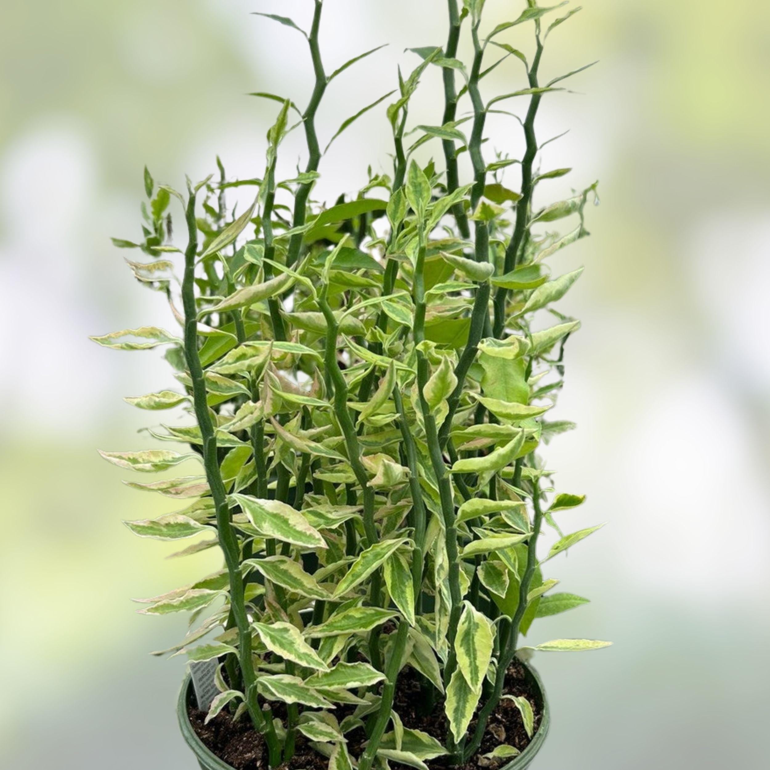 Variegated Devil's Backbone Succulent Cuttings & Rooted Plant Starter, Euphorbia tithymaloides Variegata, Indoor Outdoor Garden