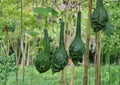Caveman Club Dinosaur Gourd Seeds – Maranka Squash, Rare Heirloom Ornamental Gourd, Unique Long Club Shape, Garden Planting