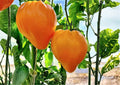 Orange Oxheart Tomato Seeds – Heirloom Non-GMO Rare Vegetable Seeds for Garden Planting, Heart-Shaped Sweet Juicy Tomatoes