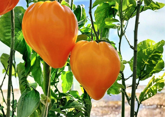 Orange Oxheart Tomato Seeds – Heirloom Non-GMO Rare Vegetable Seeds for Garden Planting, Heart-Shaped Sweet Juicy Tomatoes