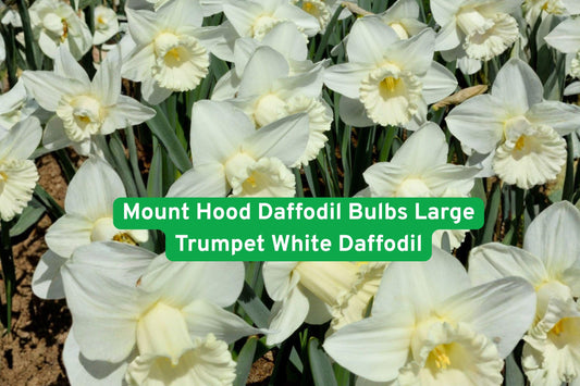 Mount Hood Daffodil Bulbs – Large White Trumpet Flowering Bulbs for Spring Garden, Naturalizing, Borders, and Landscaping