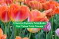 Sunrise Dynasty Tulip Bulbs Pink Yellow Flowering Bulbs for Garden Beds & Containers – Tulipa spp.