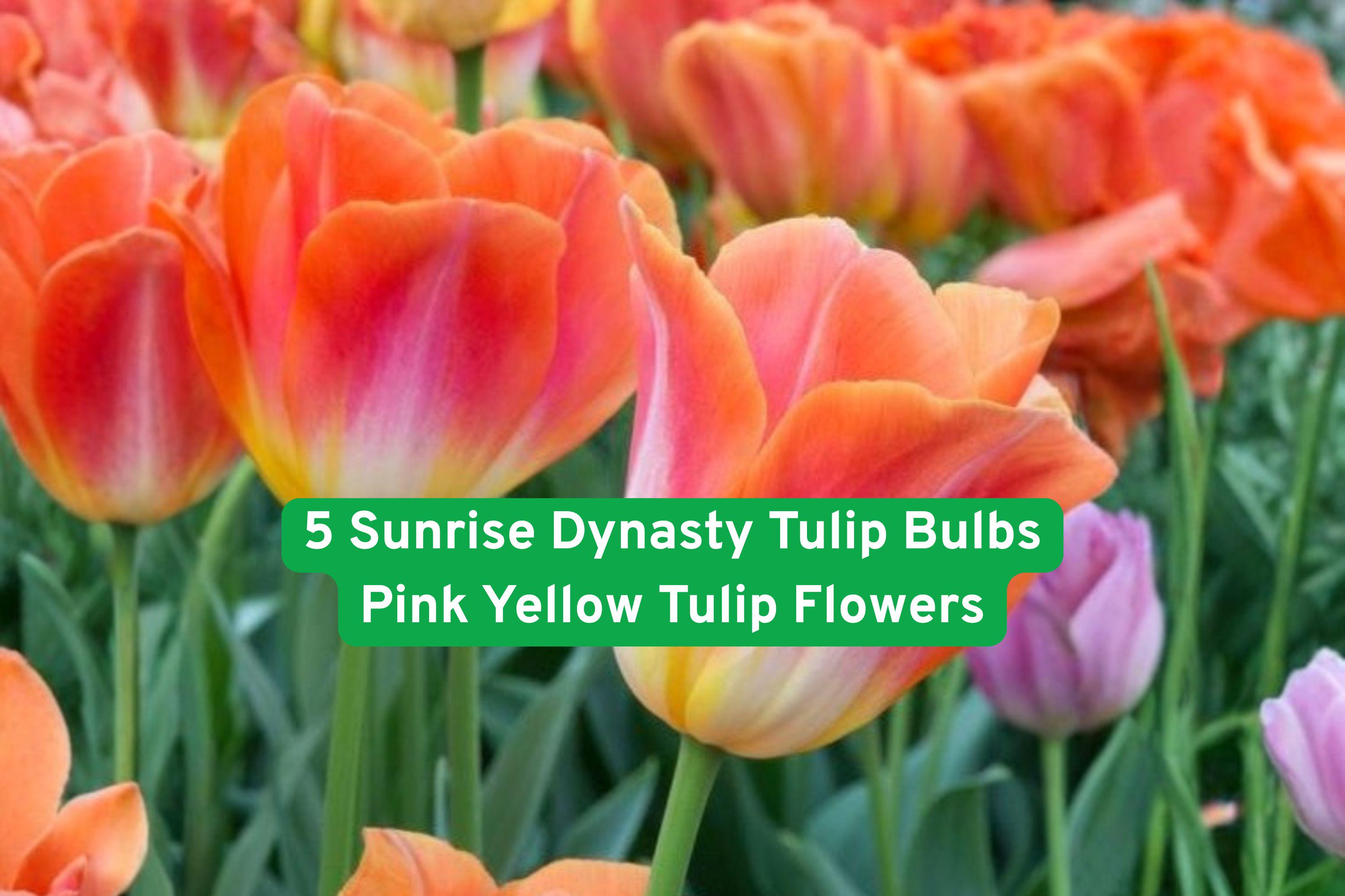 Sunrise Dynasty Tulip Bulbs Pink Yellow Flowering Bulbs for Garden Beds & Containers – Tulipa spp.