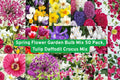 Spring Flower Bulb Mix 50 Pack | Tulip Daffodil Crocus Iris Freesia Lily Allium Gladiolus | Multi-Color Seasonal Blooming Flowers