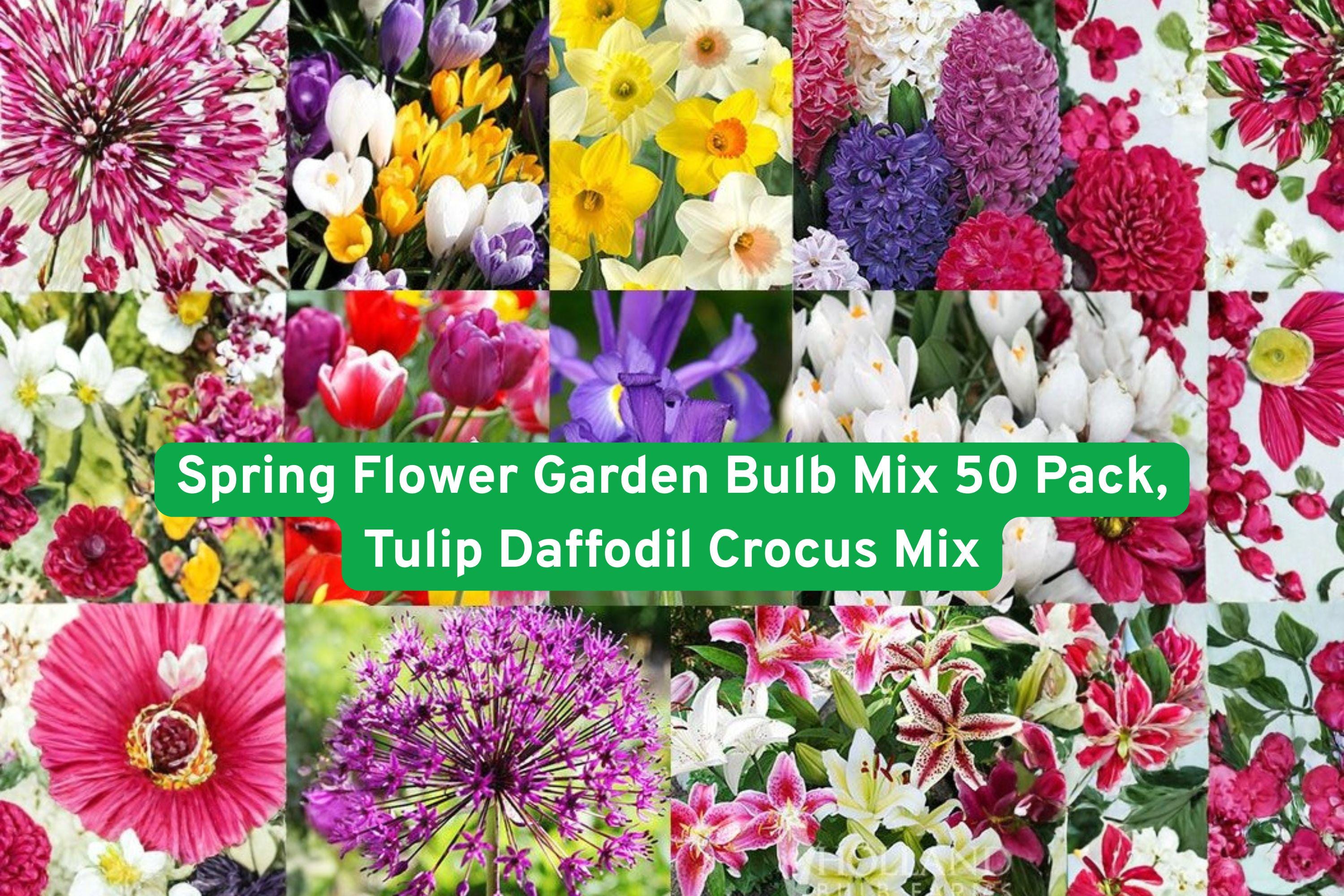 Spring Flower Bulb Mix 50 Pack | Tulip Daffodil Crocus Iris Freesia Lily Allium Gladiolus | Multi-Color Seasonal Blooming Flowers