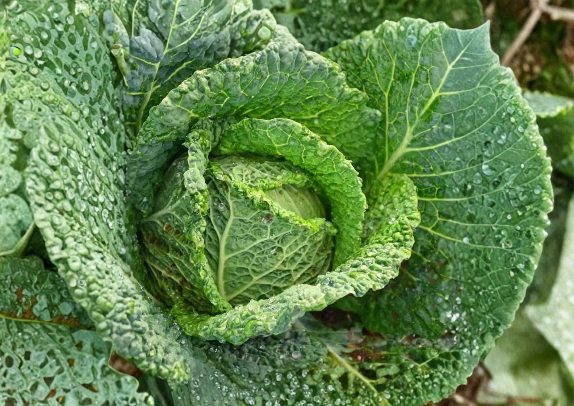 All Seasons Cabbage Seeds – Heirloom Non-GMO Vegetable Seeds for Year-Round Garden Growing, Cold Hardy, High Yield, Fast Growing