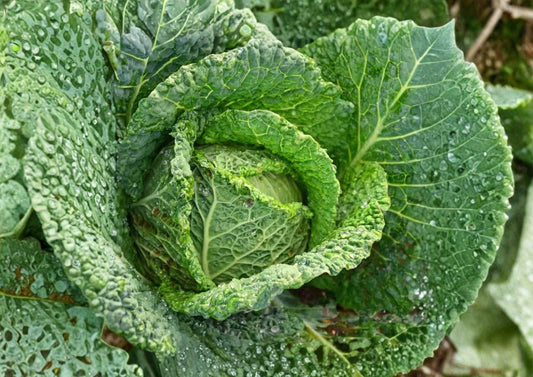 All Seasons Cabbage Seeds – Heirloom Non-GMO Vegetable Seeds for Year-Round Garden Growing, Cold Hardy, High Yield, Fast Growing