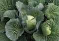 All Seasons Cabbage Seeds – Heirloom Non-GMO Vegetable Seeds for Garden, Hardy Green Heads, High Yield, Year-Round Growing