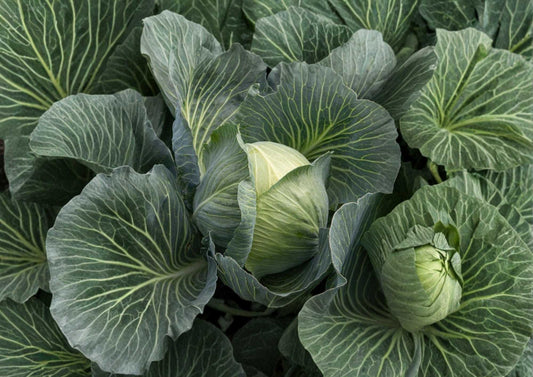 All Seasons Cabbage Seeds – Heirloom Non-GMO Vegetable Seeds for Garden, Hardy Green Heads, High Yield, Year-Round Growing