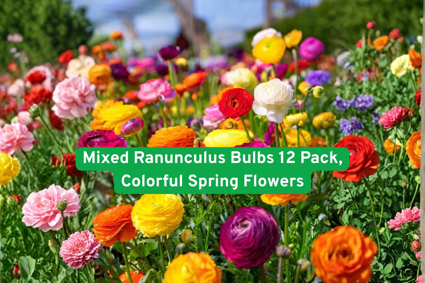 Mixed Ranunculus Bulbs 12 Pack – Colorful Spring Flowers for Garden, Borders & Cut Flowers | Ranunculus asiaticus