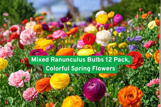 Mixed Ranunculus Bulbs 12 Pack – Colorful Spring Flowers for Garden, Borders & Cut Flowers | Ranunculus asiaticus