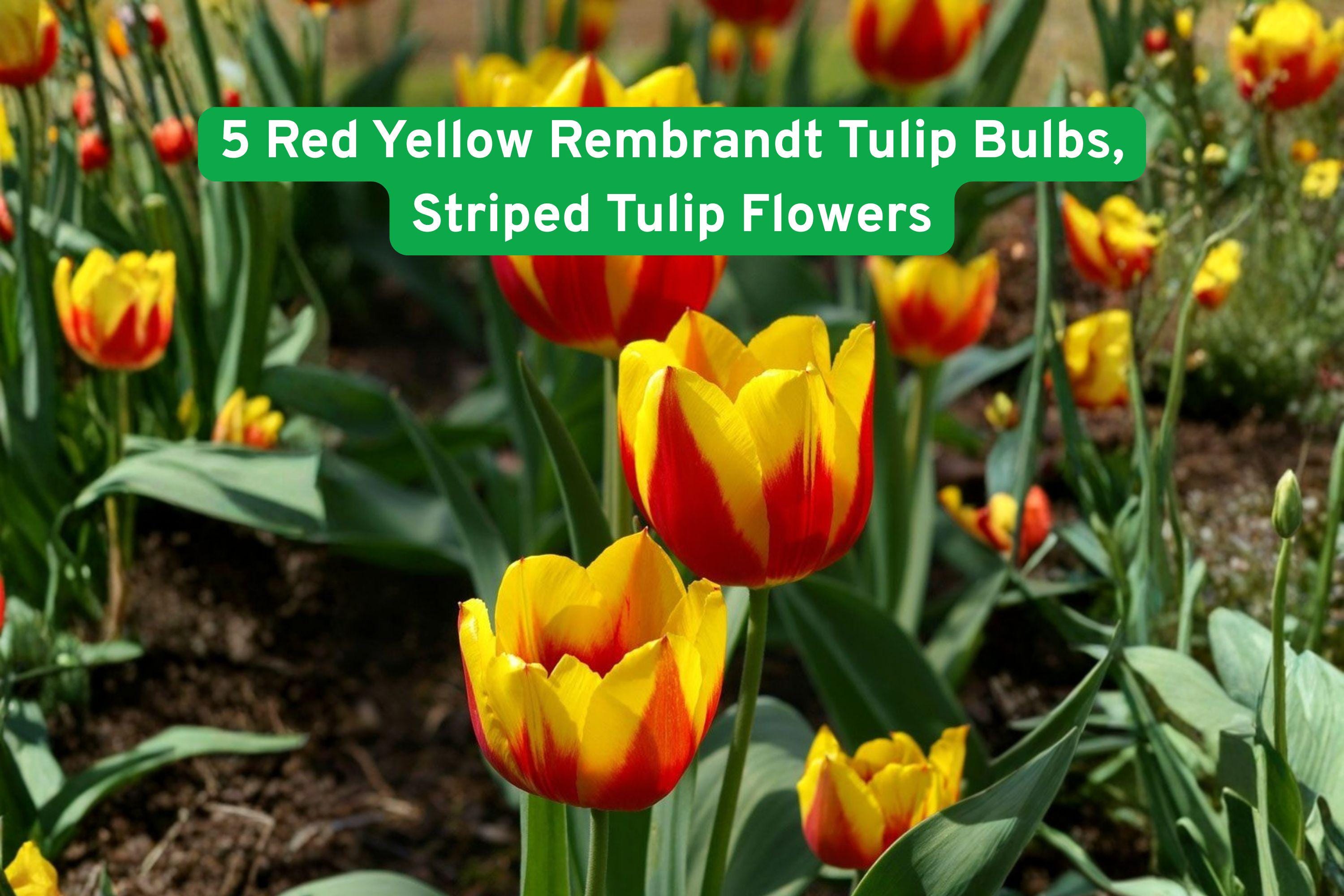 Red & Yellow Rembrandt Tulip Bulbs – Striped Spring Flowering Bulbs, Tulipa spp.