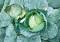 Danish Ballhead Cabbage Seeds – 500+ Heirloom Non-GMO Vegetable Seeds for Garden, Cold Hardy, Dense Heads, Storage Variety