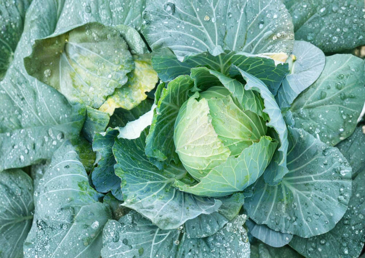 Danish Ballhead Cabbage Seeds – 500+ Heirloom Non-GMO Vegetable Seeds for Garden, Cold Hardy, Dense Heads, Storage Variety