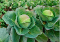 Cabbage Seeds 500+ Copenhagen Market Heirloom Non-GMO Vegetable Seeds for Garden Planting, Early Round Green Heads, Crisp & Sweet
