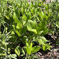 Longevity Spinach Starter Plant 4-8 Inches Gynura procumbens Edible Green Leaf Plant for Home Garden