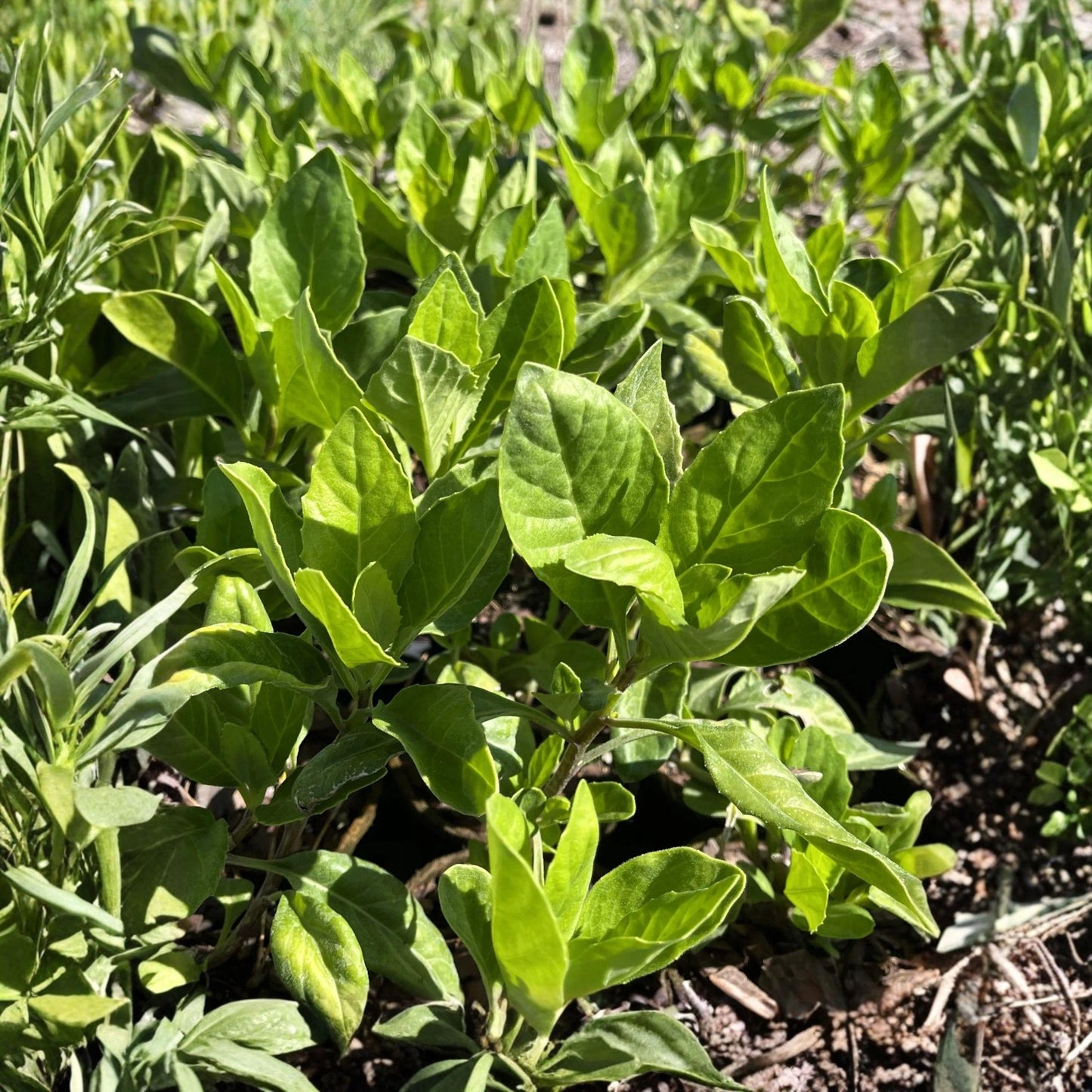 Longevity Spinach Starter Plant 4-8 Inches Gynura procumbens Edible Green Leaf Plant for Home Garden
