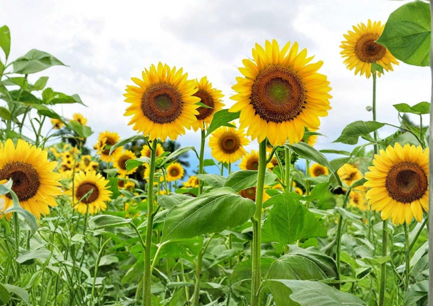 Mammoth Grey Stripe Sunflower Seeds – Giant Tall Sunflowers with Large Seed Heads for Garden Planting, Ornamental Variety