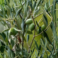 Arbequina Olive Tree Starter Plant 5-8 Inches, Rooted, Compact, Edible Olives, Olea europaea