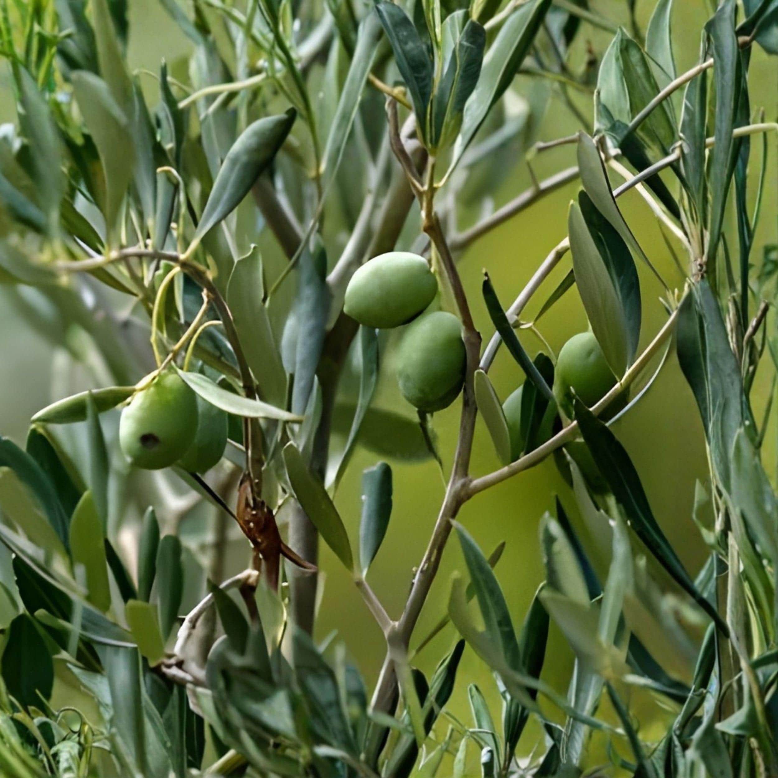 Arbequina Olive Tree Starter Plant 5-8 Inches, Rooted, Compact, Edible Olives, Olea europaea